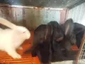 Зайци домашни различни видове, снимка 2