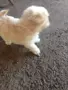 малки болонки на 2 месеца, снимка 4
