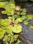 Растения за езеро ,лилии , предлагам и риби езерни , снимка 9