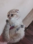 продавам шотландски клепоухи котета, снимка 3