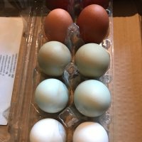 Разноцветни домашни яйца от различни породи кокошки за консумация и люпене, снимка 2 - Домашни продукти - 34929684