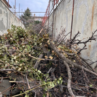 Рязане на дървета и извозване на растителните отпадъци  до регламентирани сметища, снимка 2 - Други услуги - 44698129