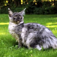 Мейн Куун ( Maine Coon ), снимка 6 - Мейн кун - 41407719