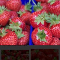 продавам разсад ягоди , снимка 6 - Сортови семена и луковици - 32068824