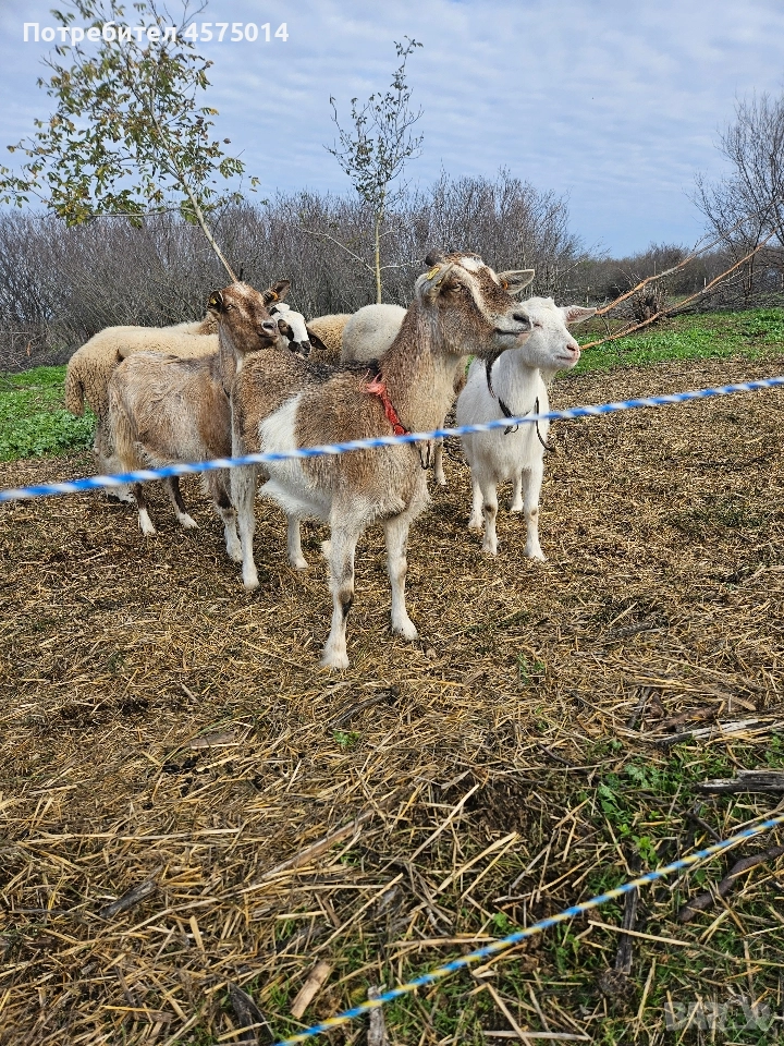 Кози , снимка 1