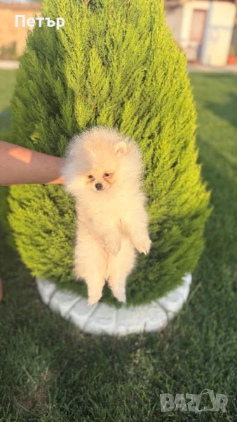 Померан , снимка 1
