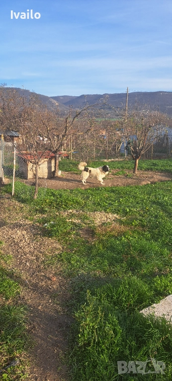 Каракачански кучанца, снимка 1