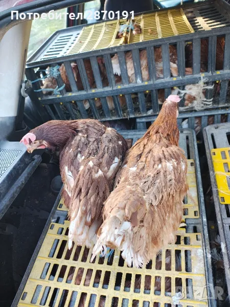 Кокошки и пилета , снимка 1