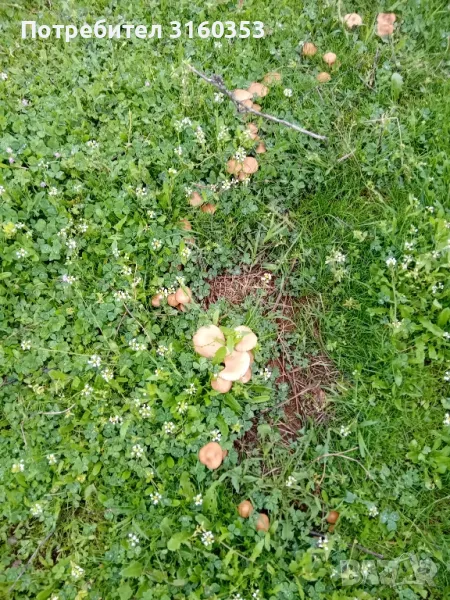 Пресни челядинки, снимка 1