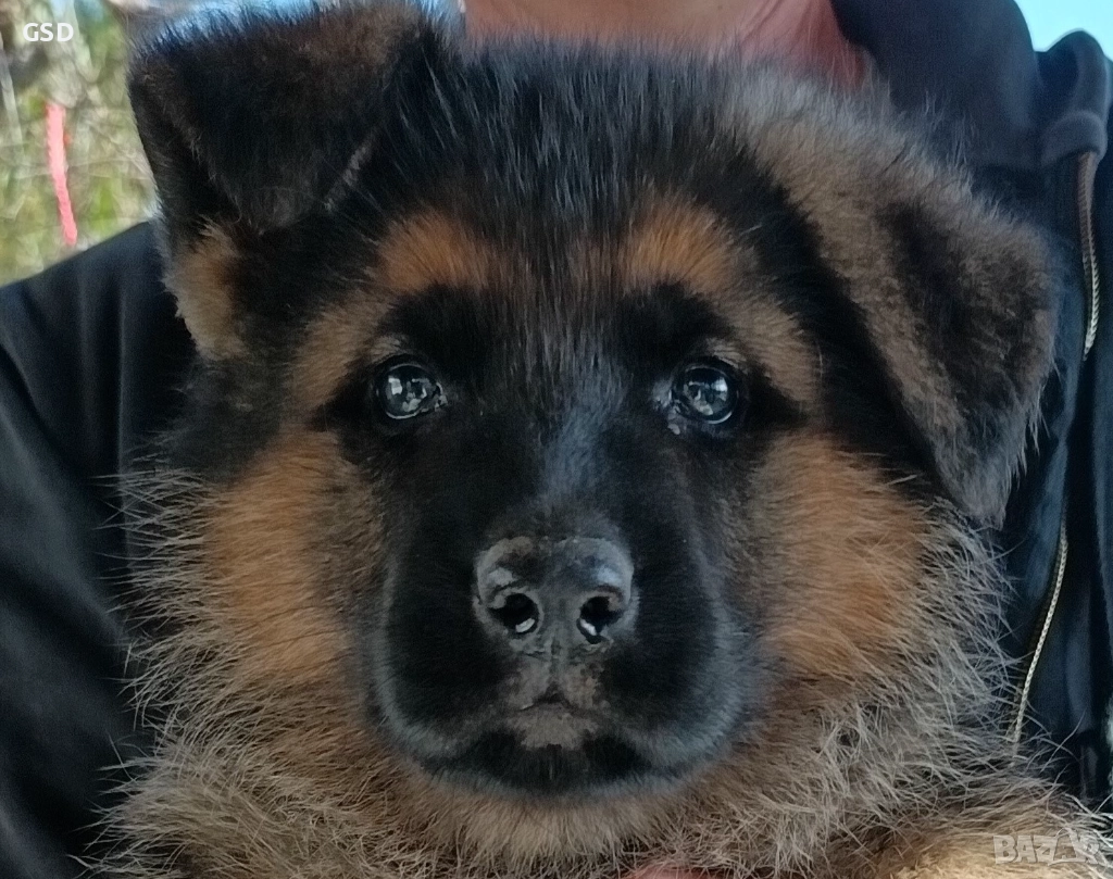 немска овчарка , снимка 1