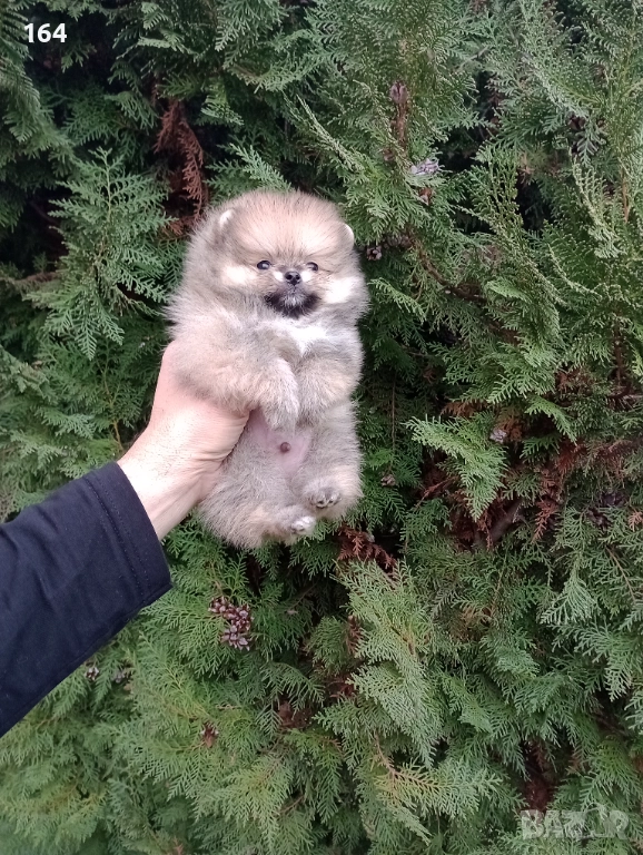 Мини Померан. Реални снимки!, снимка 1
