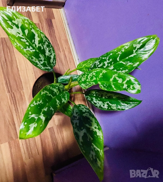 Аглаонема, снимка 1