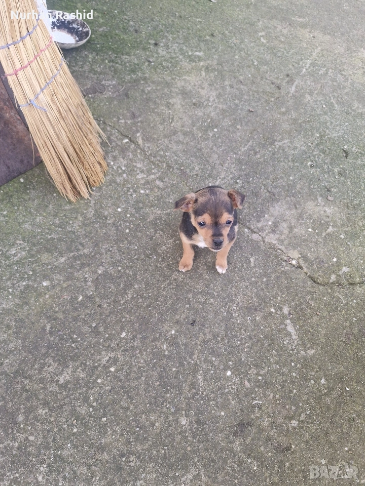 пинчер куче , снимка 1