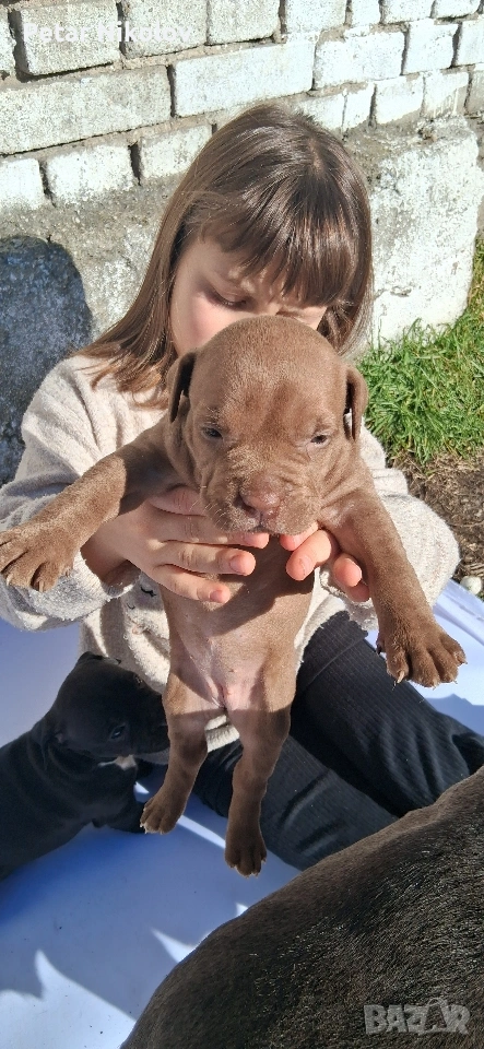 питбулчета, снимка 1