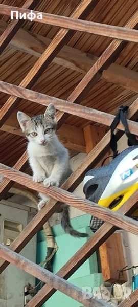 Подарявам малки котенца , снимка 1