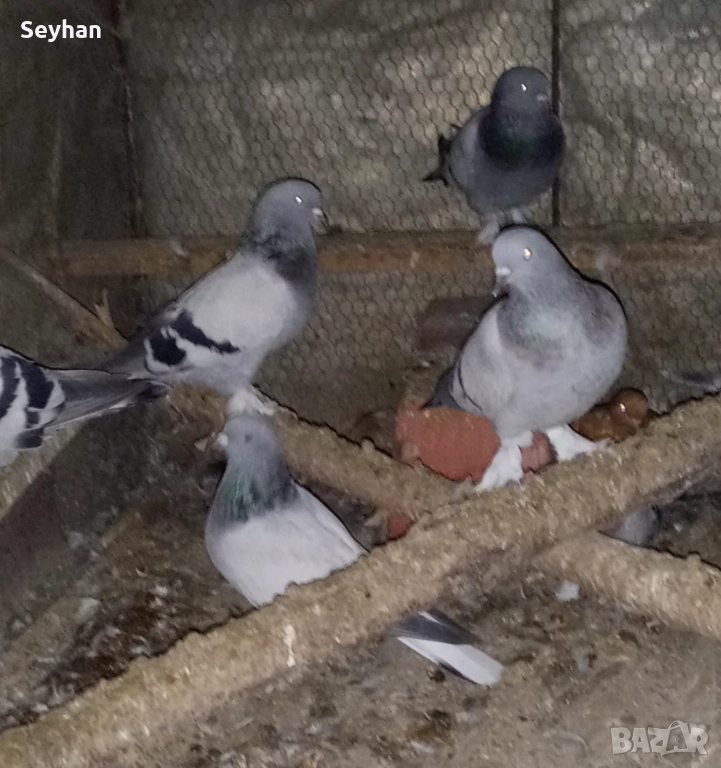 Гълъби мардини , снимка 1