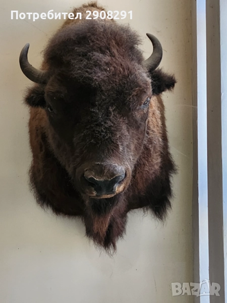 Продавам препариран Американски бизон, снимка 1