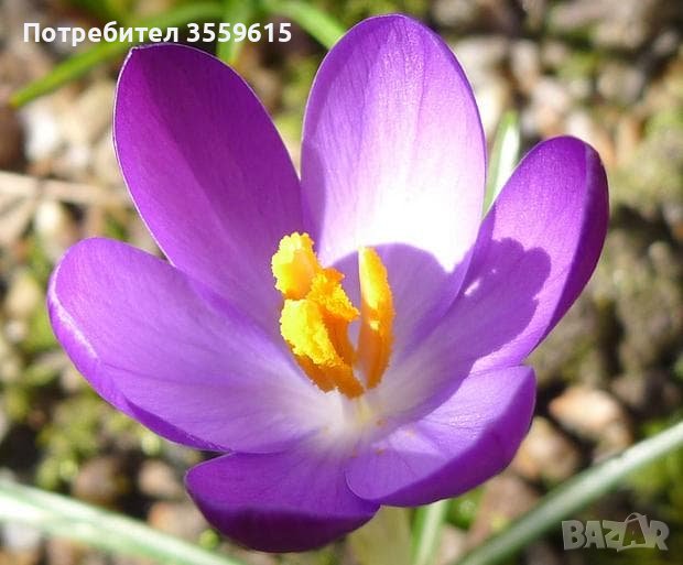 Томасиниев Минзухар, снимка 1