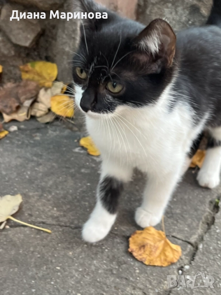 Подаряват се котета, снимка 1