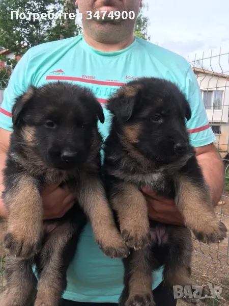 Немски овчарки , снимка 1