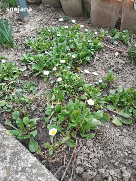 Разсад бели маргаритки  два вида, снимка 1