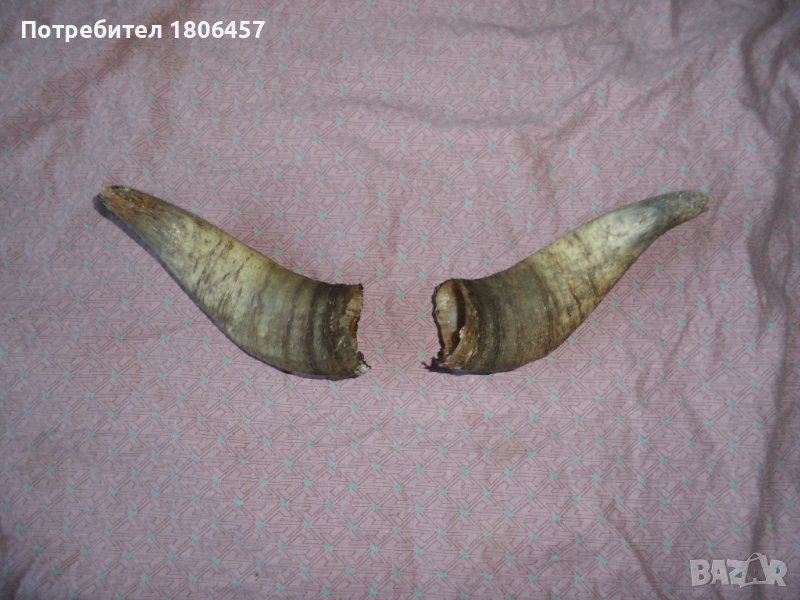 комплект рога, снимка 1