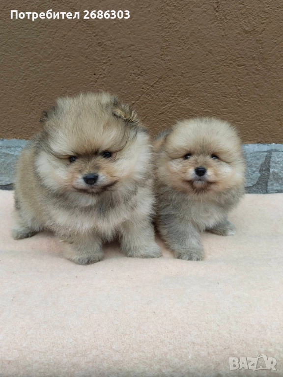 Пумеранчета , снимка 1