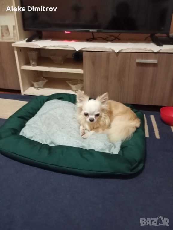 продавам чихуахуа , снимка 1