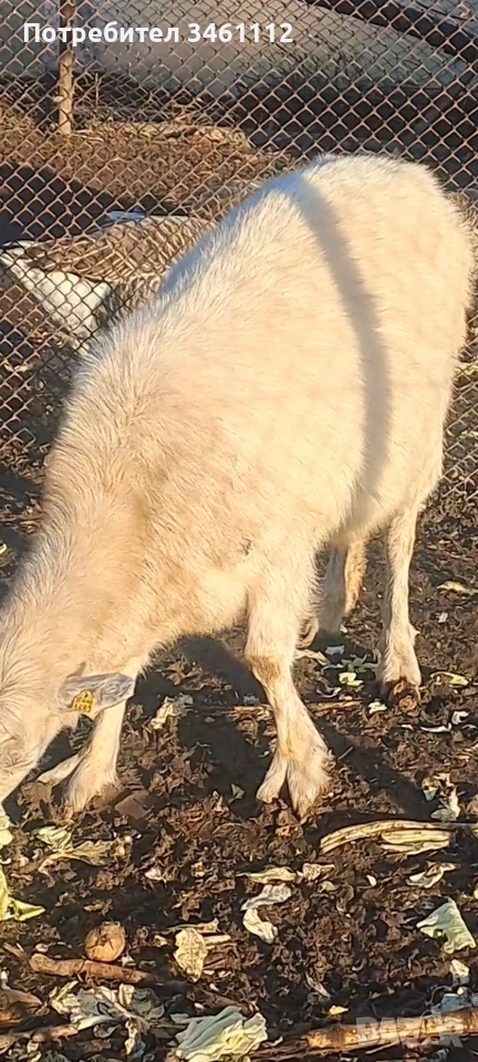 продавам 2 кози и един пръч редовни, снимка 1