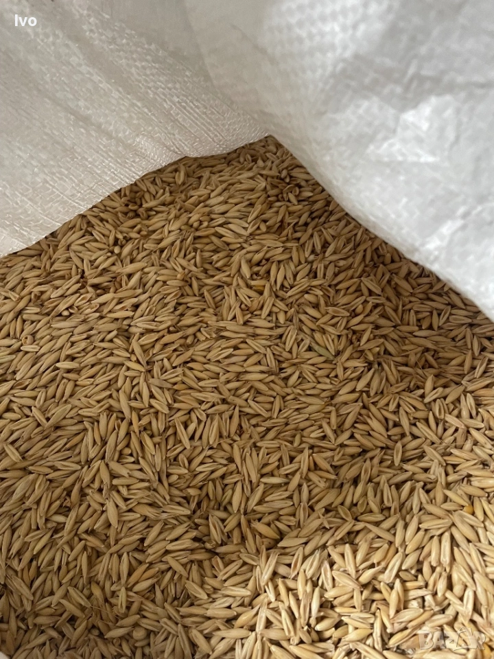 Овес пролетен oves, снимка 1