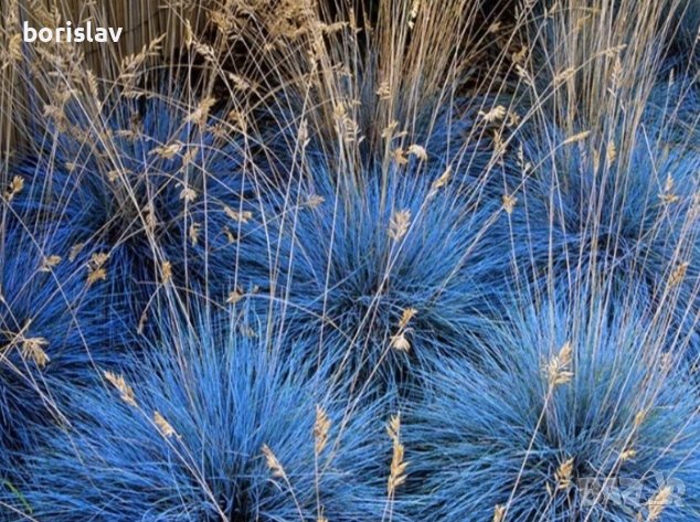 Фестука синя трева(Festuca glauca) декоративна трева, снимка 1