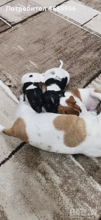 Джак ръсел малък, снимка 1