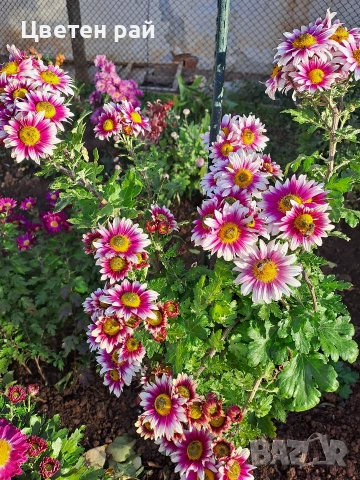 Разсад хризантеми , снимка 11 - Градински цветя и растения - 54010299