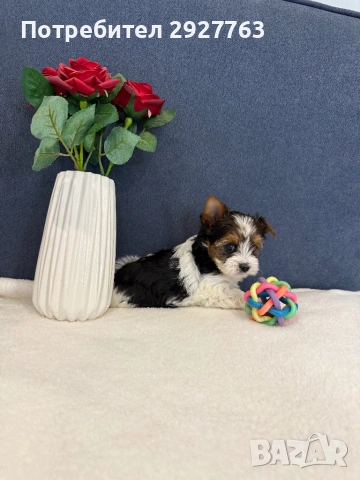 Бивер йоркширски териер