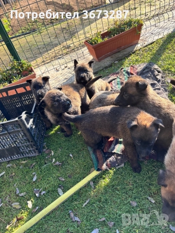 Белгийска овчарка малиноа, снимка 6 - Белгийска овчарка - 52822015