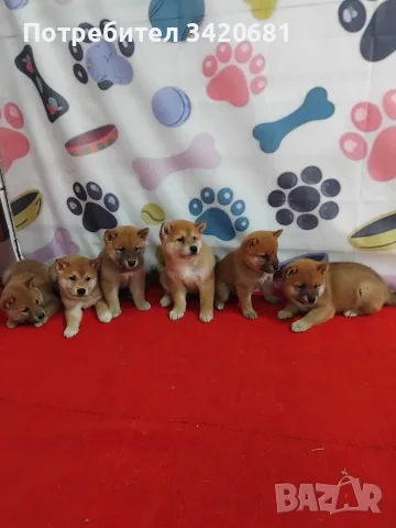 Шиба ину Shiba inu, снимка 2 - Шиба ину - 55902662