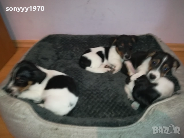 джак ръсел женски кутрета с паспорт и ваксина 1910251308, снимка 16 - Джак ръсел териер - 52105790