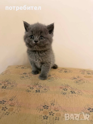 БРИТАНСКИ КОТЕТА, снимка 3 - Британска късокосместа - 54272248
