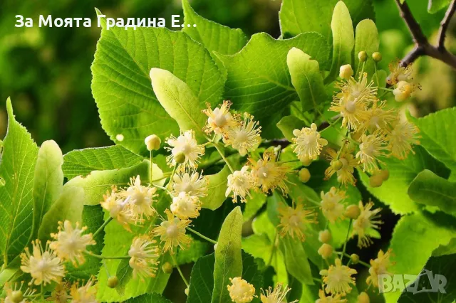 Липа Фиданки, снимка 2 - Градински цветя и растения - 49766594
