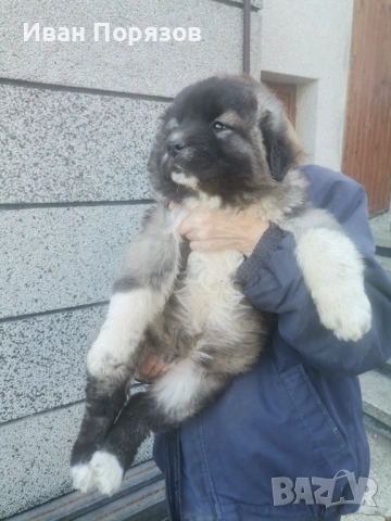 Кавказка овчарка 