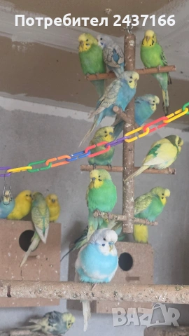 Вълнисти папагали и изложбени валнисти