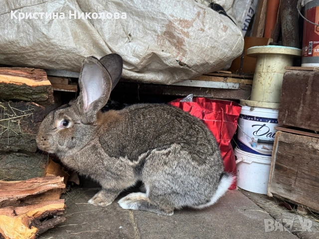 Женска Зайка Белгийски Великан , снимка 5 - Други - 53373678