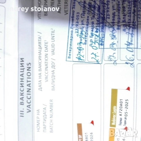 ПРОДАВА СЕ: Мъжко ловно куче, снимка 5 - Гонче - 54334968