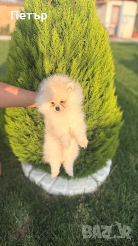 Померан , снимка 1