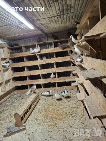 пазарджишки високолетачи гълаби те са стар ДЖИНС , снимка 12 - Гълъби - 48211259