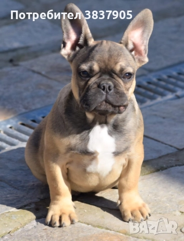 Френски булдоци, снимка 3 - Френски булдог - 52741771