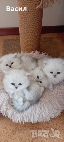 Персийски котенца ,цвят сребърна чинчила , снимка 4 - Персийска - 54087757