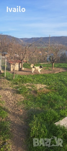 Каракачански кучанца