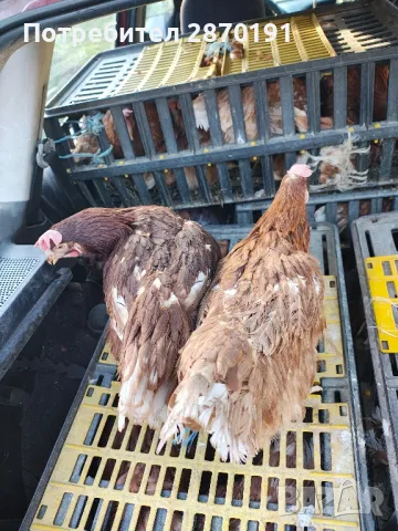 Кокошки и пилета 