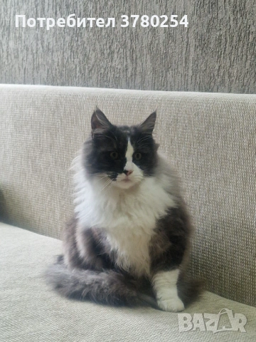 Мейн Кун, снимка 2 - Мейн кун - 53083782